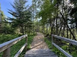 A quiet walking trail along the water near Deer Lake.
